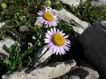 Cdn Rockies Adventure (Aug 2010) - Talus - 046
